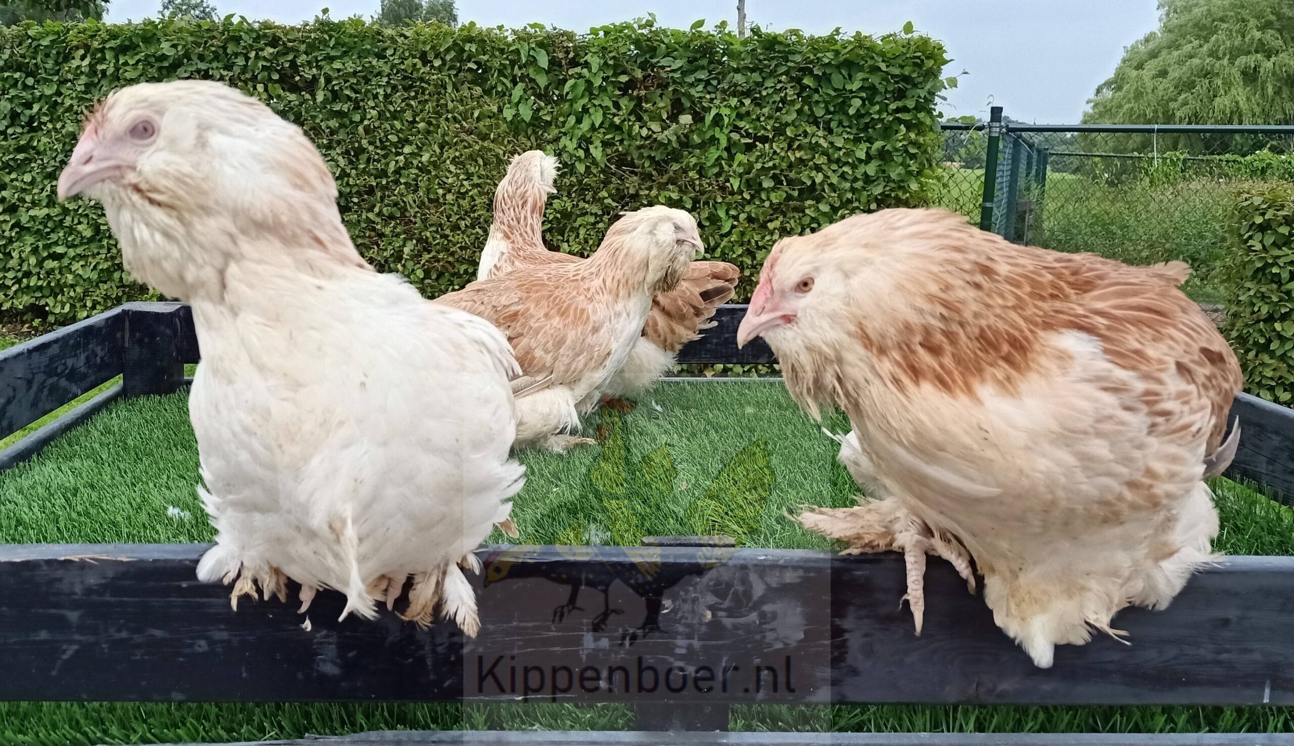 Faverolle Zalm - Afbeelding 3