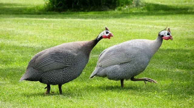 parelhoen